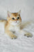 Boss | british shorthair kitten