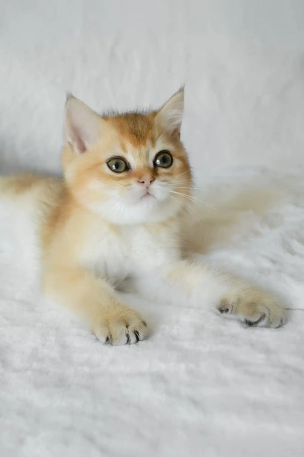 Boss | british shorthair kitten