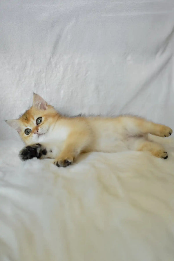 Boss | british shorthair kitten