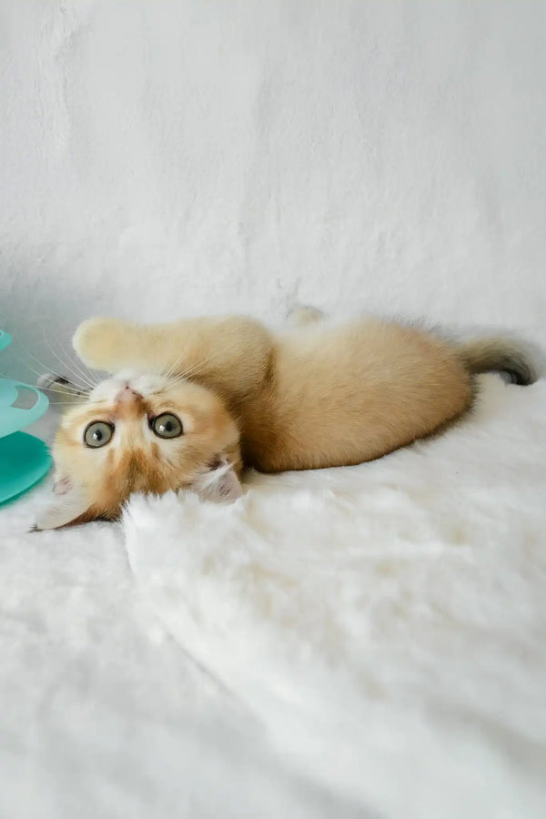 Boss | british shorthair kitten