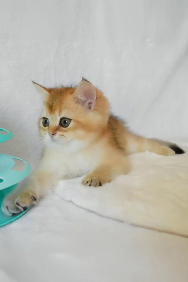 Boss | british shorthair kitten