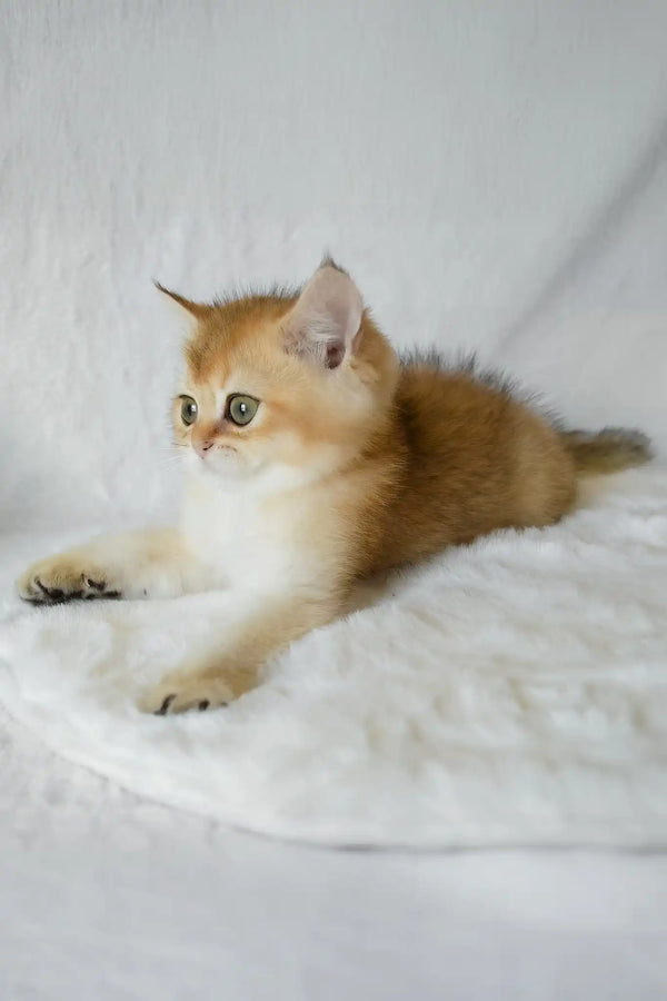 Boss | british shorthair kitten