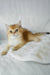 Boss | british shorthair kitten