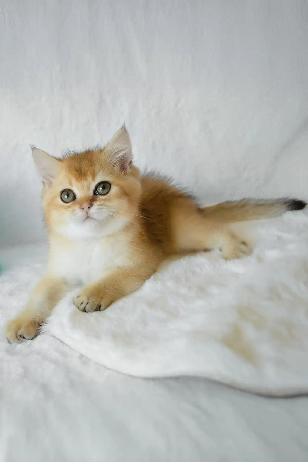 Boss | british shorthair kitten