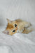 Boss | british shorthair kitten
