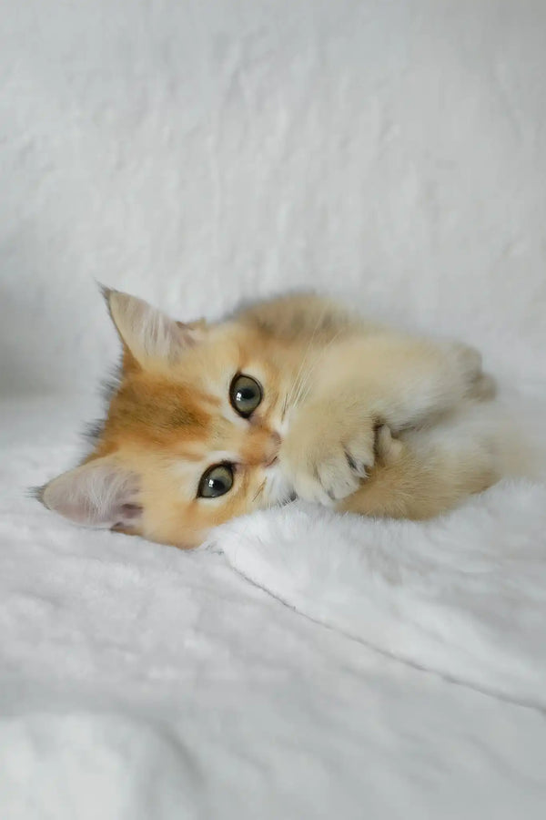 Boss | british shorthair kitten