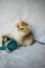 Boss | british shorthair kitten