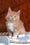 Boss | Maine Coon Kitten