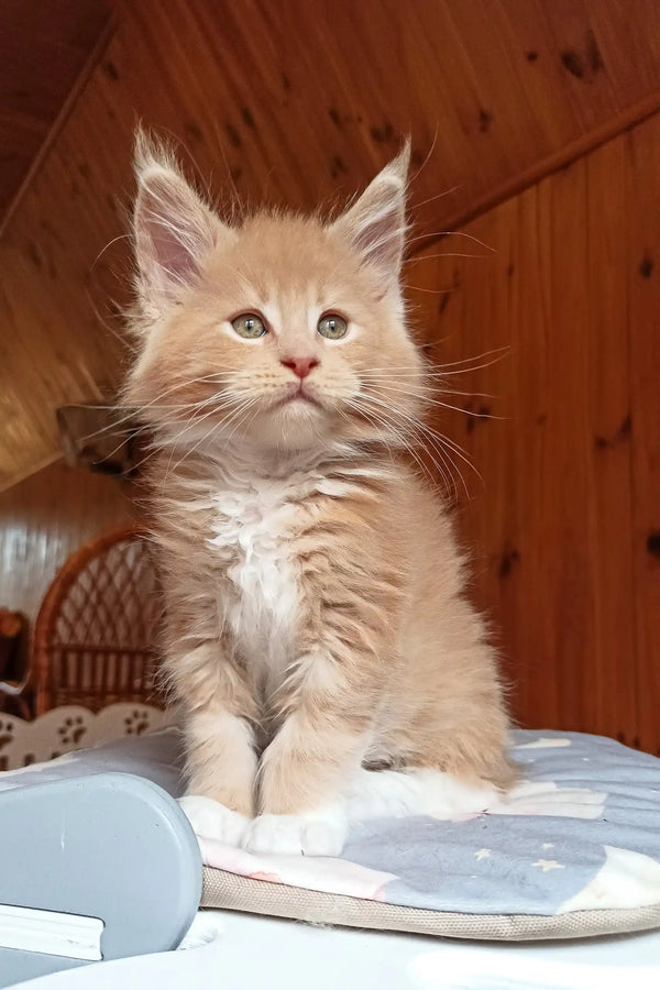 Boss | maine coon kitten