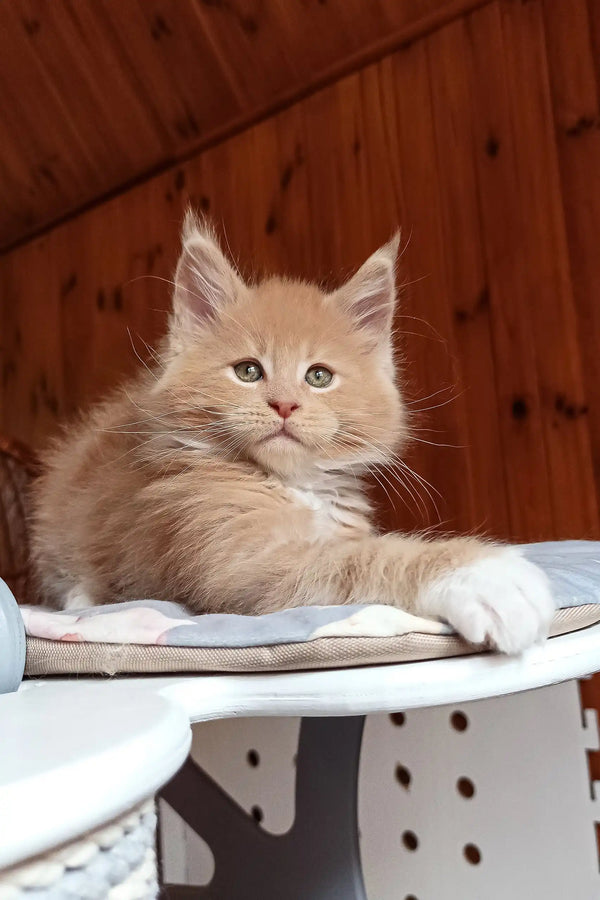 Boss | maine coon kitten