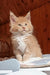 Boss | maine coon kitten