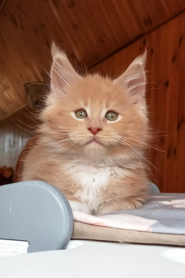 Boss | maine coon kitten