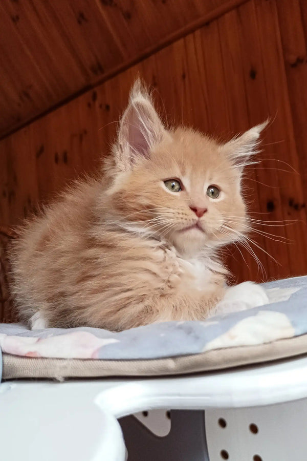 Boss | maine coon kitten