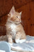 Boss | maine coon kitten