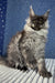 Fluffy gray Maine Coon cat in the Boss Maine Coon Kitten product display