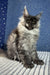 Cute Gray Maine Coon Kitten from the Boss collection, perfect for pet lovers!