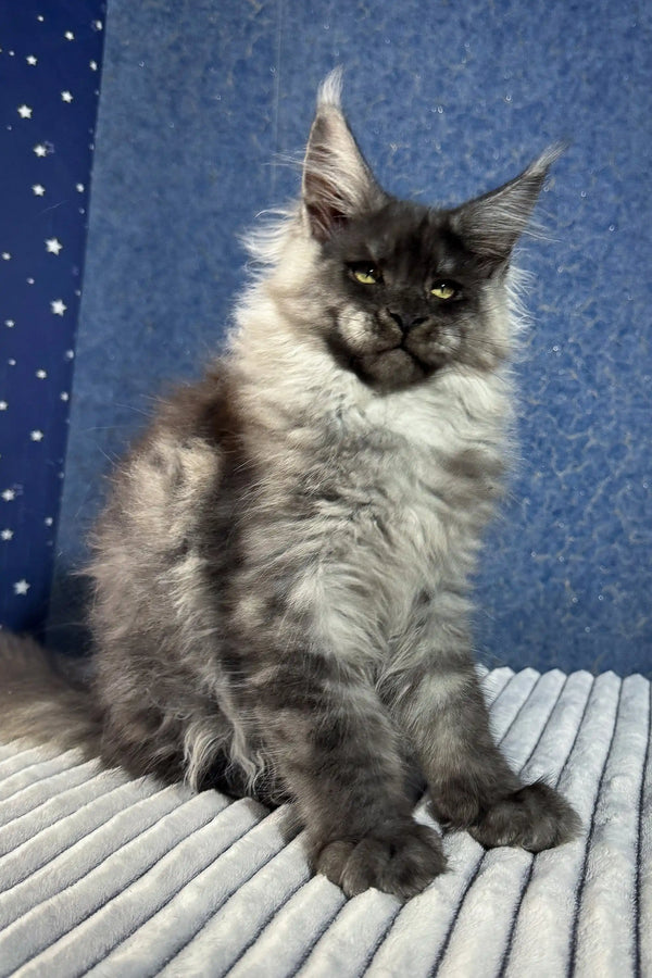 Cute Gray Maine Coon Kitten from the Boss collection, perfect for pet lovers!