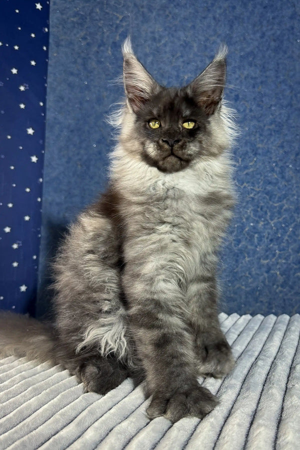 Gray Maine Coon cat featured in the Boss | Maine Coon Kitten product