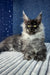 Gray Maine Coon cat featured in the Boss Maine Coon Kitten product photo