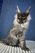 Cute Gray Maine Coon Kitten from the Boss collection, perfect for pet lovers