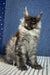 Adorable Gray Maine Coon Kitten named Boss ready for a loving home