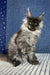 Gray Maine Coon cat featured in the Boss Maine Coon Kitten product