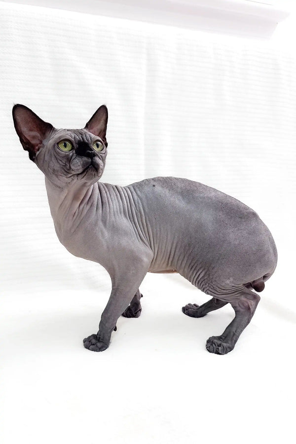 Cute Hairless Sphynx cat from Boss | Sphynx Kitten, perfect for pet lovers