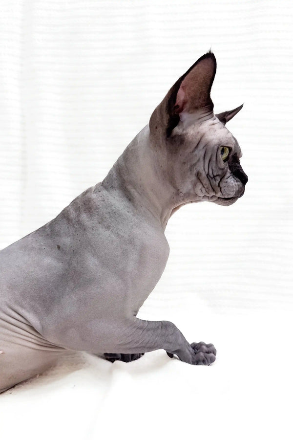Cute Hairless Sphynx cat from the Boss Sphynx Kitten collection