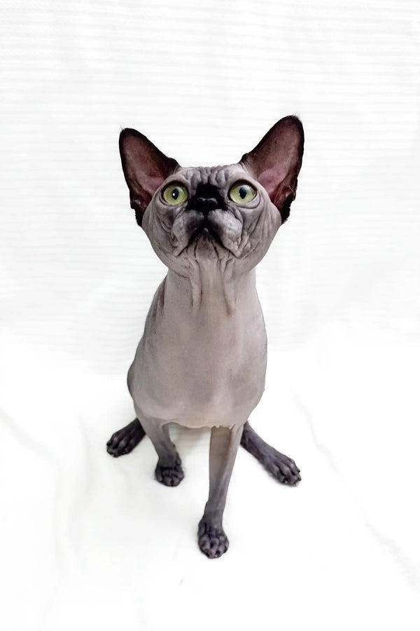 Hairless gray Sphynx kitten named Boss, perfect for unique pet lovers