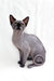 Hairless gray Sphynx kitten named Boss playing and looking adorable