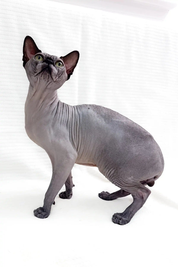 Hairless gray Sphynx kitten named Boss, super cute and playful