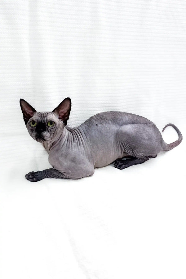 Hairless gray Sphynx kitten named Boss showcasing its adorable features