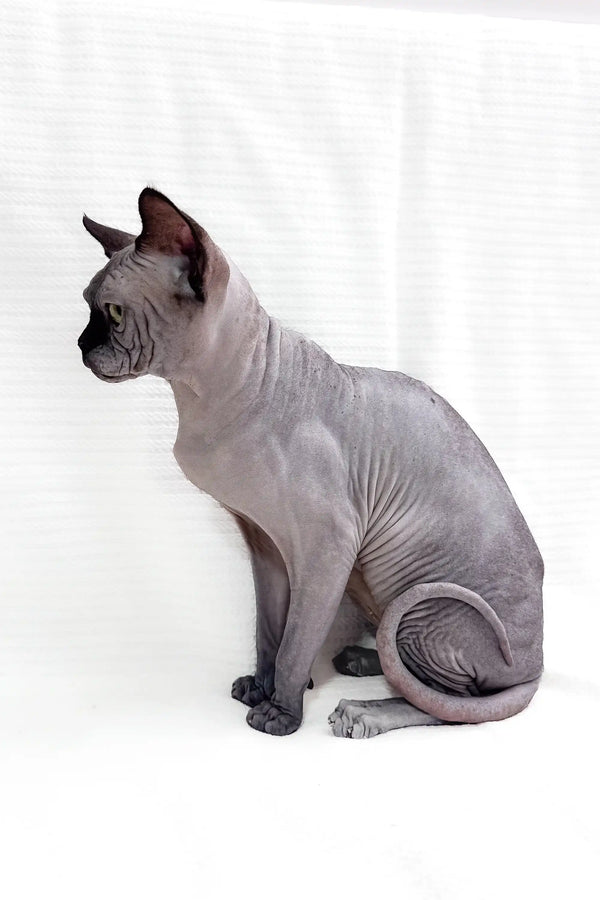 Hairless gray Sphynx kitten named Boss ready for a new home