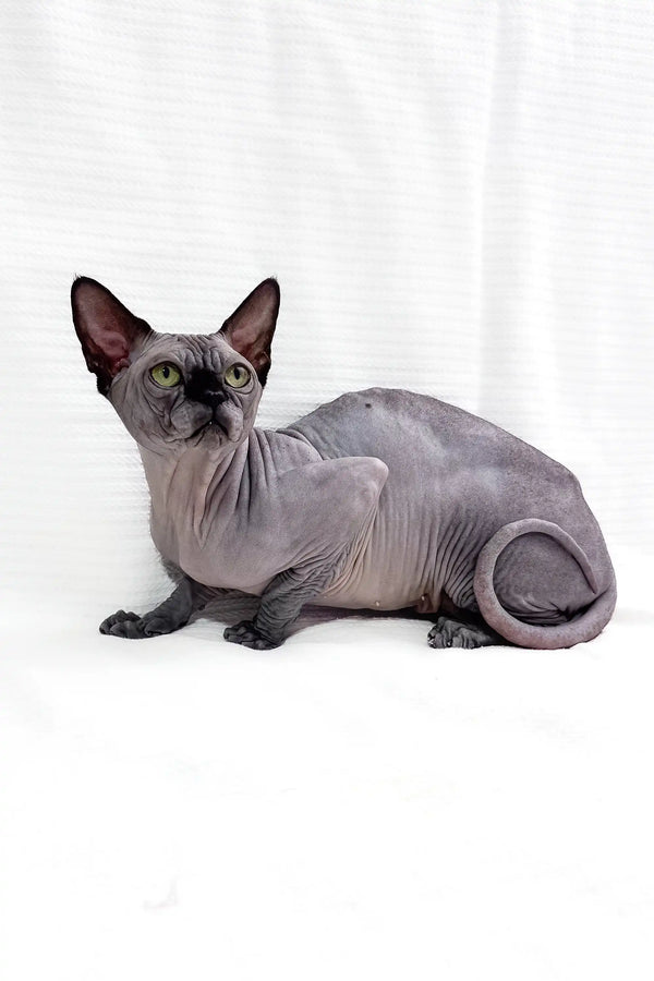 Hairless gray Sphynx kitten named Boss showcasing its adorable looks and playful nature