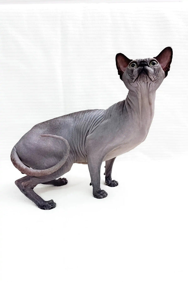 Sphynx Kitten Boss featuring a cute hairless gray cat ready for a new home