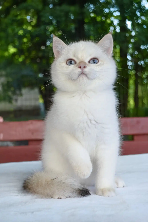 Boston | british shorthair kitten