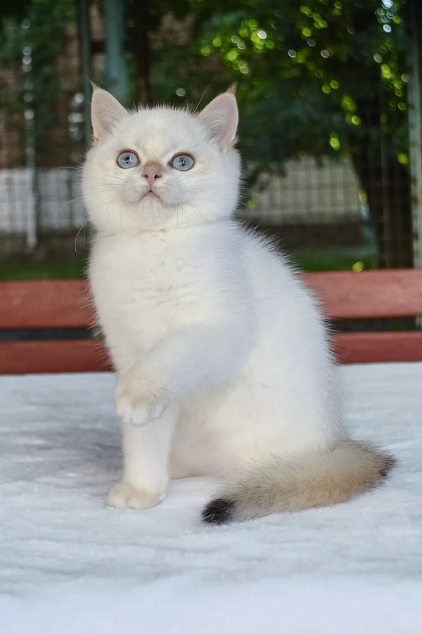 Boston | british shorthair kitten