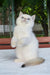 Boston | british shorthair kitten