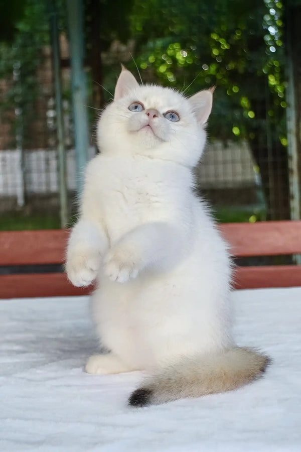 Boston | british shorthair kitten