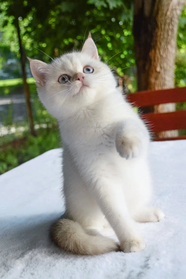 Boston | british shorthair kitten