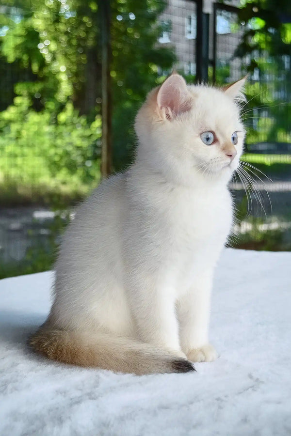 Boston | british shorthair kitten
