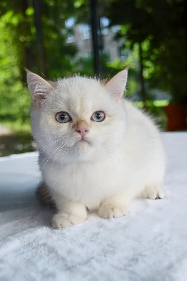 Boston | british shorthair kitten