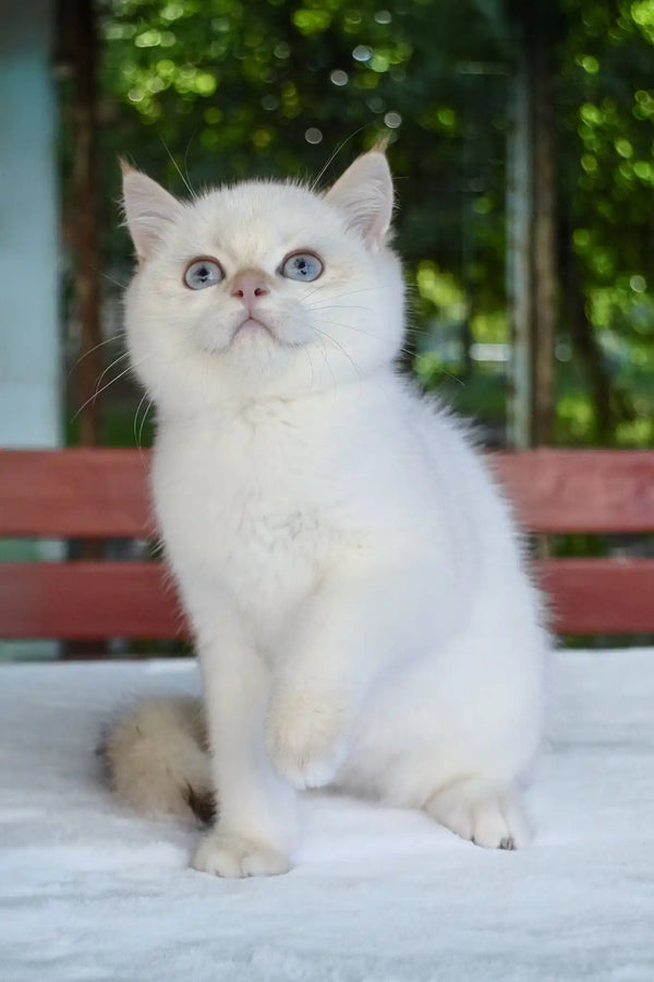 Boston | british shorthair kitten