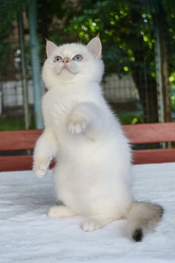 Boston | british shorthair kitten