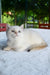 Boston | british shorthair kitten