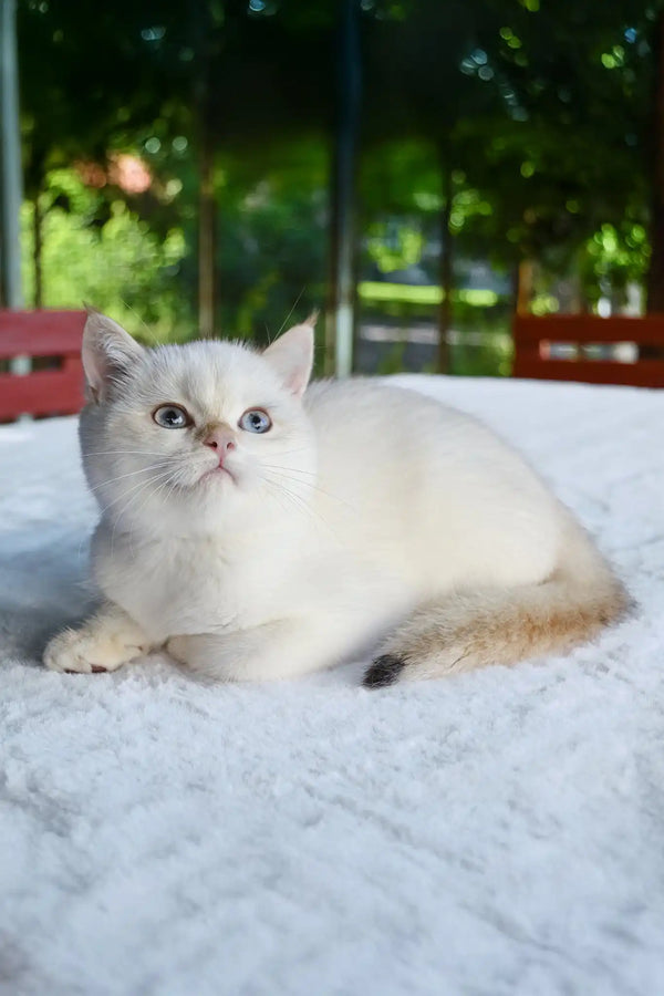 Boston | british shorthair kitten