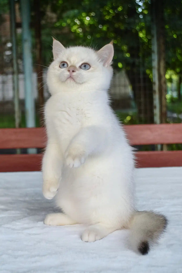 Boston | british shorthair kitten
