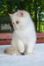 Boston | british shorthair kitten