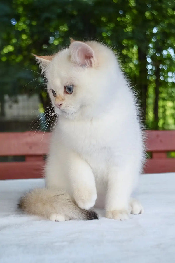 Boston | british shorthair kitten