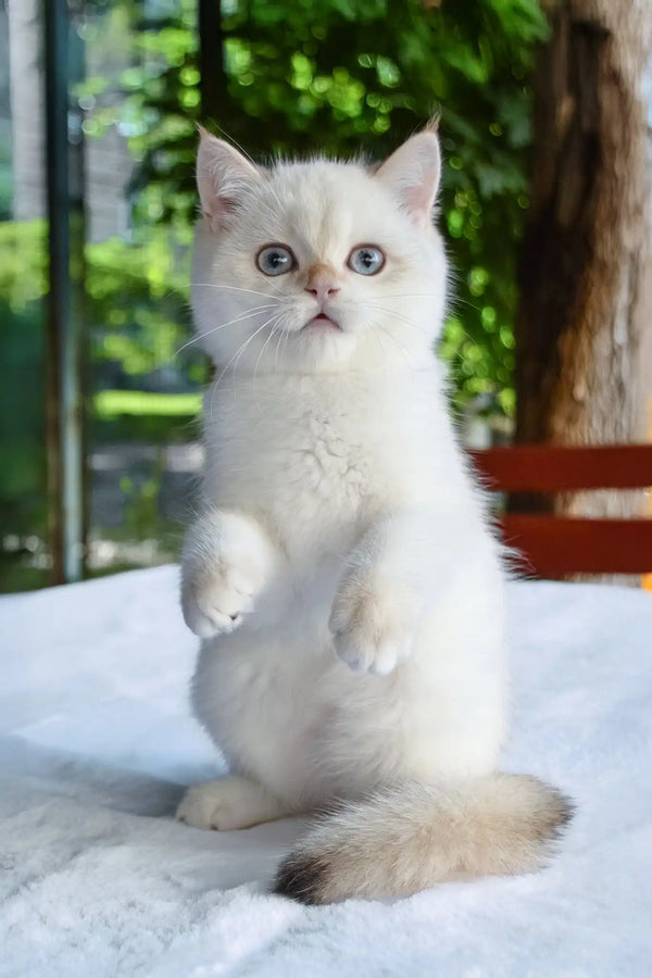 Boston | british shorthair kitten